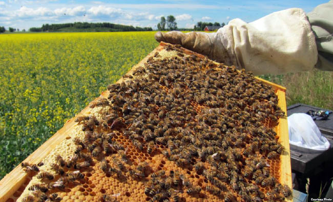 تولید و تجارت عسل؛ امیدتازه در کار آفرینی